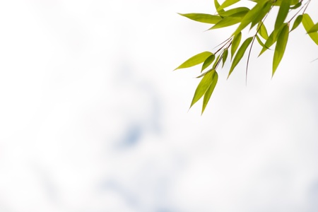 Bamboo leaves against the skyの写真素材