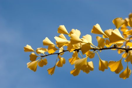 Autumn ginkgo branch against blue sky