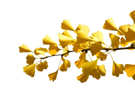 Autumn Ginkgo branch on a white background (isolated)