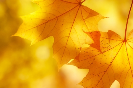 Autumn maple leaves in soft sunlightの写真素材