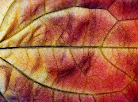 Background of red autumn leaf