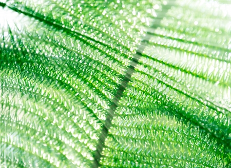  Branch of fir in the sunlight