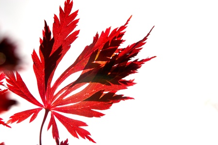 Red maple leaf against a white sky