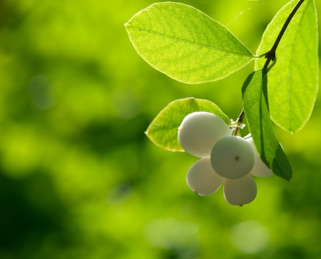 Snowberry on the green backgroundの写真素材