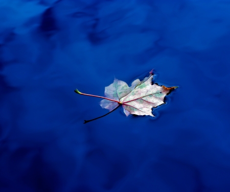  A dried autumn leaf on the waterの写真素材