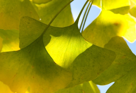 Ginkgo leaves in sunshine
