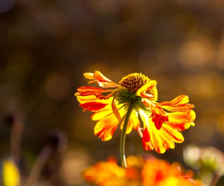 Wilted flower in the sunshineの写真素材