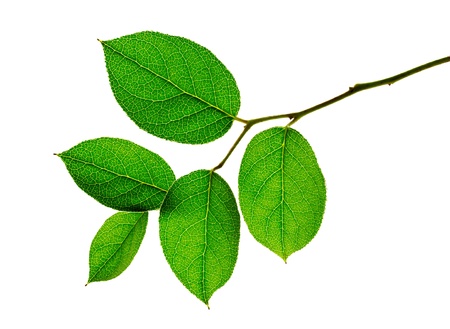 A branch with green leaves on white background