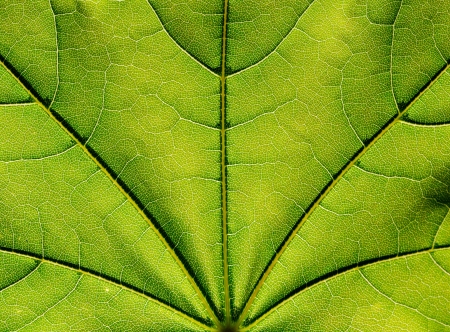 Surface of the green leaf  in the sunlight
