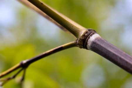 trunk and branches of bamboo in the forestの写真素材