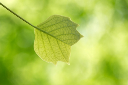 Young leaf of tulip tree in aforestの写真素材