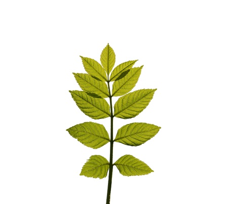 Young spring branch on a white backgroundの写真素材