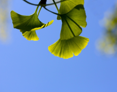 Ginkgo leaves against the blue sky