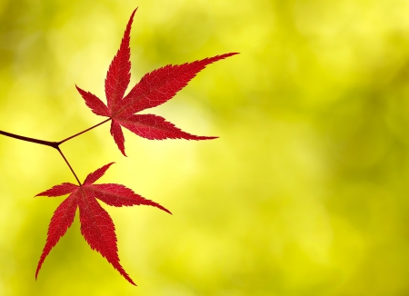 Red maple leaves on a yellow backgroundの写真素材