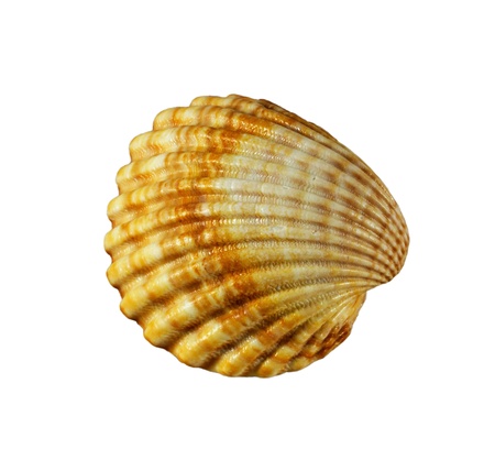 Scallops shell  on a white background 
