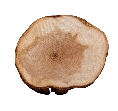 Wooden slice on a white background