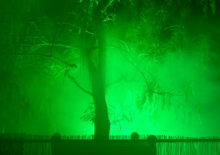 Tree in the fog and night illuminationの写真素材