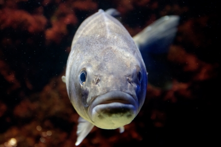 Fish from the front under the waterの写真素材