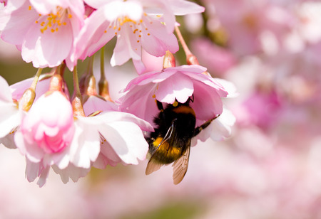 A bumblebee on the spring flower cherryの写真素材