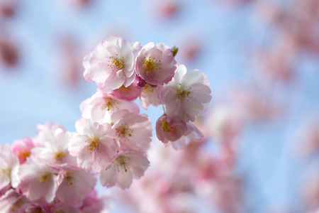 The Spring cherry blossom in the sunlightの写真素材
