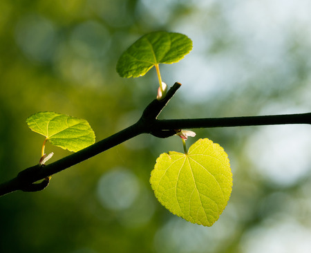 The fresh spring leaves in the sunlightの写真素材
