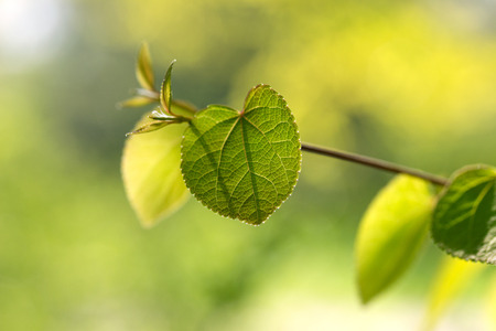 The fresh spring leaves in the sunlight