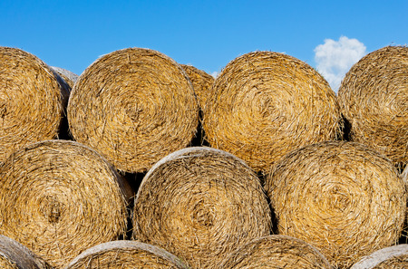 Sheaves of hay in a field in the sunshine