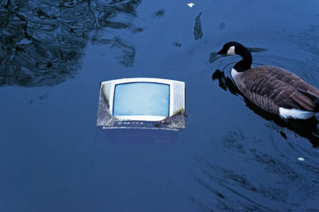 Old TV in the pond water and floating gooseの写真素材