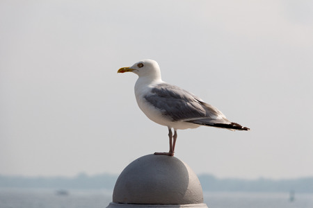 Seagull sitting on the parapet in front of the beachの写真素材