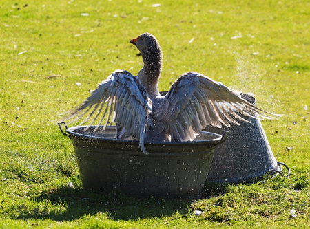 Domestic goose in a basin of water on the farmyardの写真素材