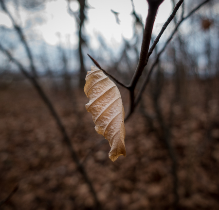 Autumn dry leaf in the forestの写真素材
