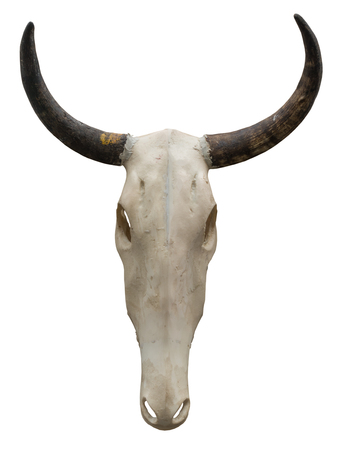 horse skull with horns isolated on the white backgroundの写真素材