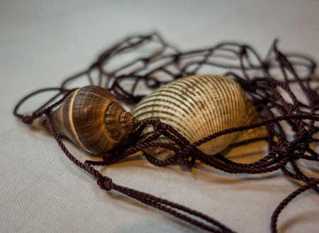 Shells and fishing net on white clothの写真素材