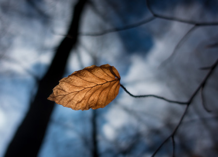 Autumn dry leaf in the windの写真素材