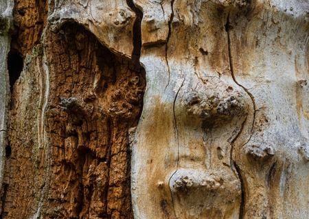The old and mouldering  bark of a treeの写真素材