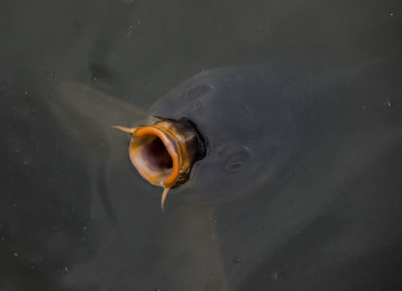 The carp fish in a pond water .の写真素材