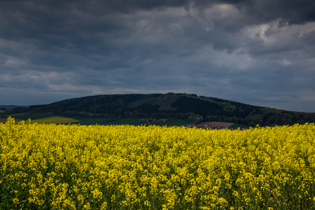 The colza fields of Lower Saxony , in Germanyの写真素材