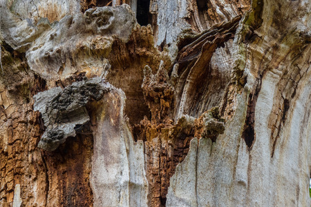 The old and mouldering  bark of a tree