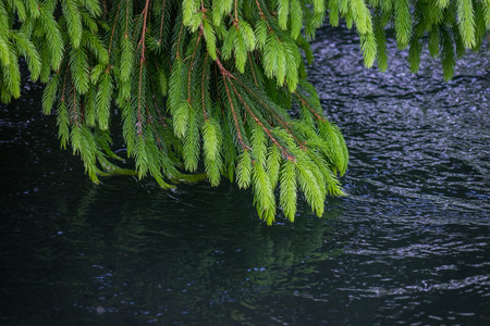 Branch spruce and river water in the forestの写真素材
