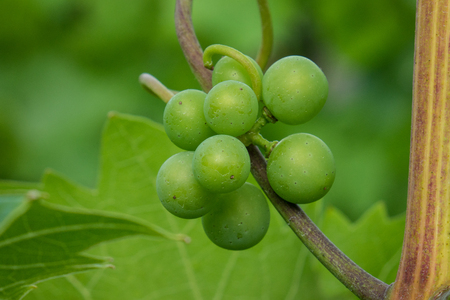 The fresh bunch of grapes in sunlight.の写真素材