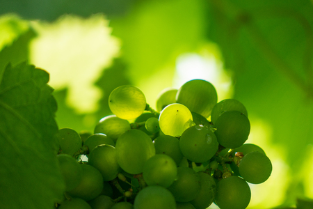 The fresh bunch of grapes in sunlight.の写真素材