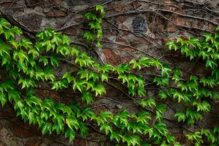 The old stone wall and green ivy.の写真素材