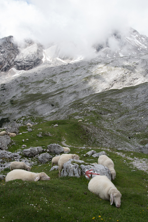 The sheeps in mountains of Alps in Bavaria, Germany .の写真素材