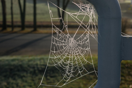 The spiderweb and frost in a sunlight.の写真素材