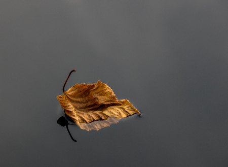 The autumn leaf of water surface of a pond.の写真素材