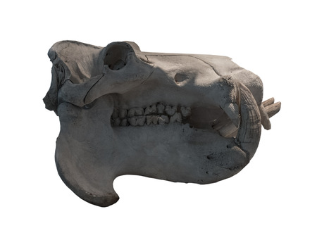 Ancient animal skull on  white background, isolated .の写真素材