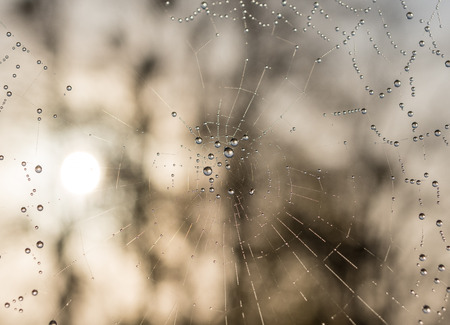 The dewdrops on a spiderweb at morning .の写真素材
