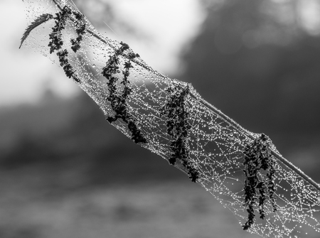 The dried plant in a spiderweb .の写真素材