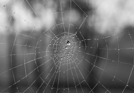 The dewdrops on a spiderweb at morning .の写真素材