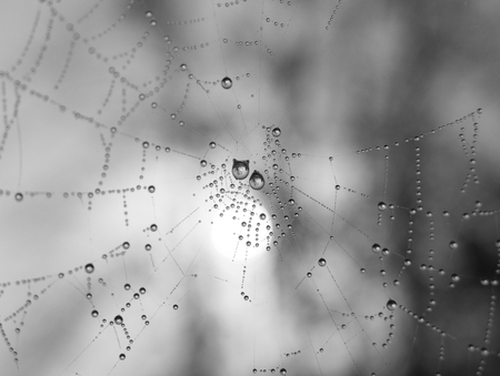 The dewdrops on a spiderweb at morning .の写真素材